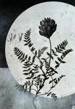 Plakat, Flora Danica I