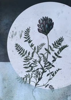 Plakat, Flora Danica I 50x70 cm