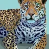 Plakat, Panthera Onca