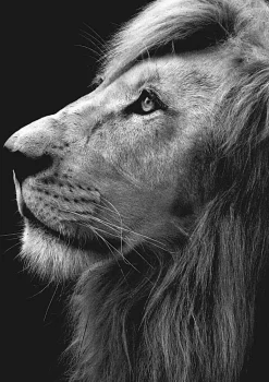 Plakat, Yellow loving eyes